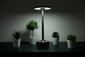 Luminoire Halo Light